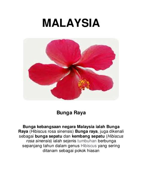 41+ Konsep Bunga Raya Rukun Negara, Bunga Raya