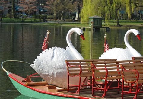 Boston Swan Boats |Top Public Garden Attraction