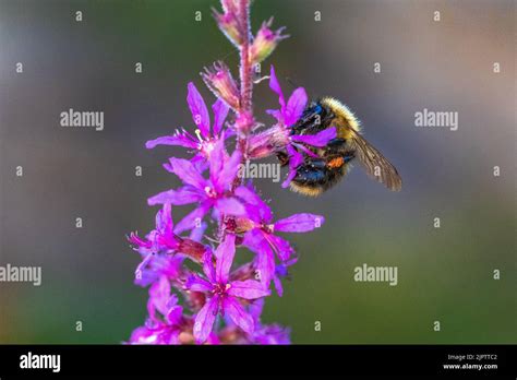 Bumblebee uk hi-res stock photography and images - Alamy