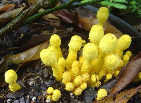 Yellow Mold In Garden Soil | Fasci Garden