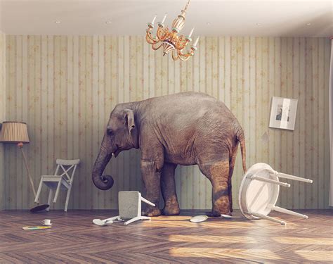 How to use the elephant in the room to your advantage - CharTec