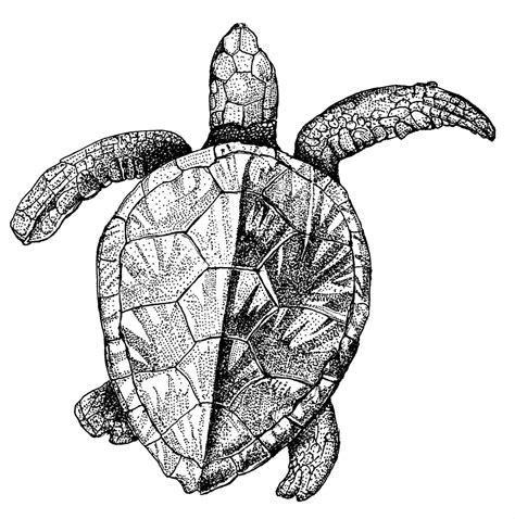 Sea Creatures Drawing Sea Animals Drawings Sea Turtle - vrogue.co