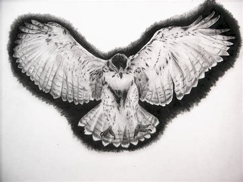 drawing of hawk 2 by Kimmyphoto on DeviantArt