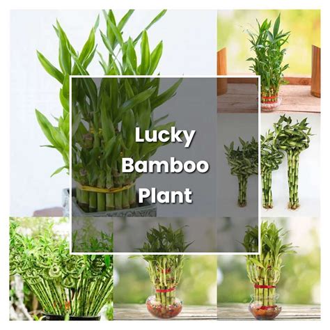 How to Grow Lucky Bamboo Plant - Plant Care & Tips | NorwichGardener