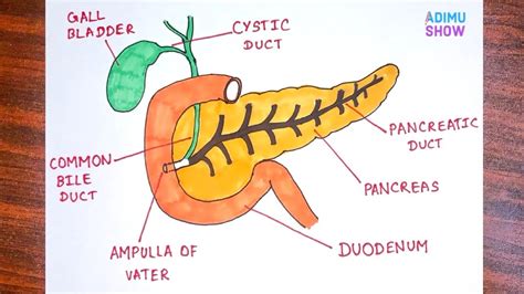 Pancreas Diagram For Kids