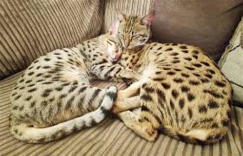 Savannah Cat Breed Information, Images, Characteristics, Health