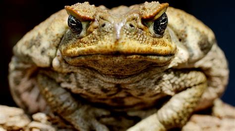 Cane toad baby boom on Gold Coast sees golf clubs swapped for freezer - ABC News