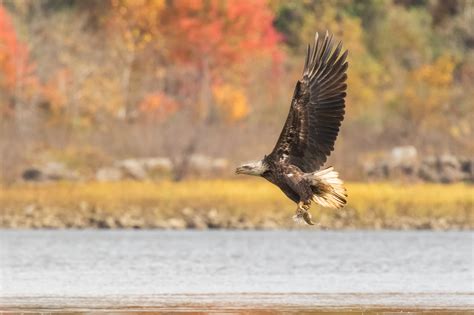 Phoo Chan - A Gallery of the Bald Eagles of Conowingo Dam.