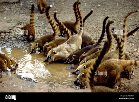 Coatis. Iguazu falls. Argentina-Brazil border Stock Photo - Alamy