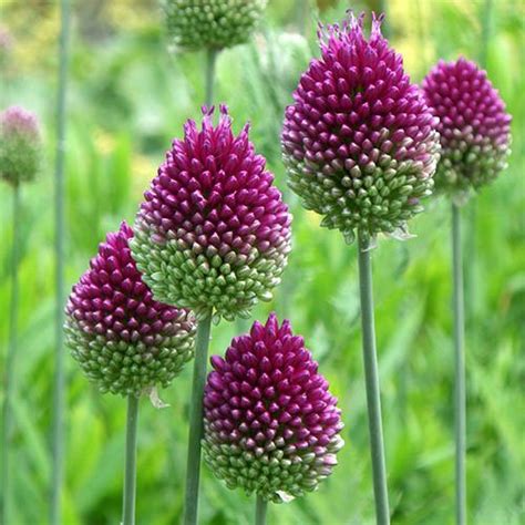 Allium Sphaerocephalon (Drumsticks) 100 bulbs | YouGarden