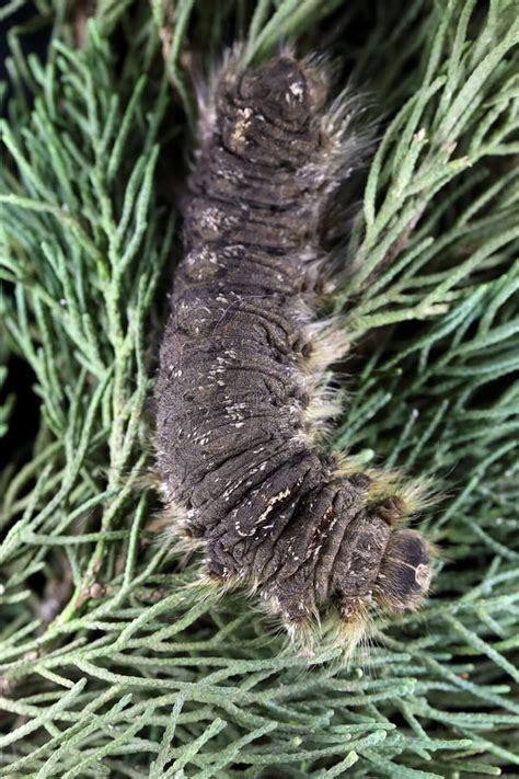 Cypress Silk Moth or Greek Silk Moth. Larva (caterpillar) Stock Image ...