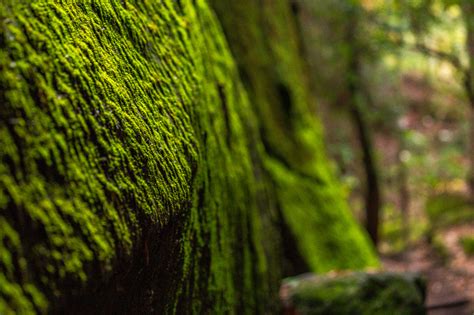 Dismals Canyon: Alabama's Most Unexpected Natural Treasure