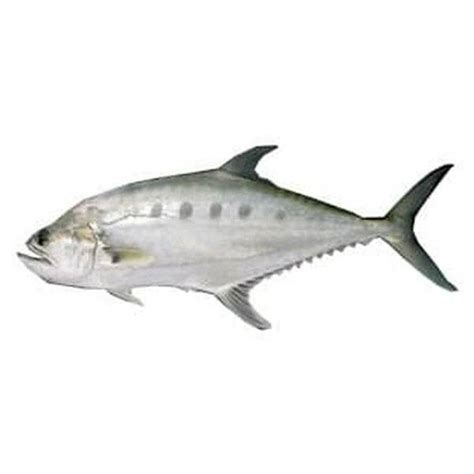 IKAN TALANG (1.5KG-2KG+-)