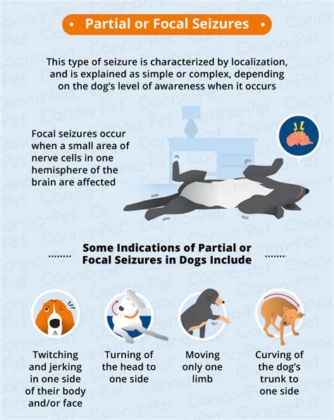 Types of Seizures in Dogs | Canna-Pet