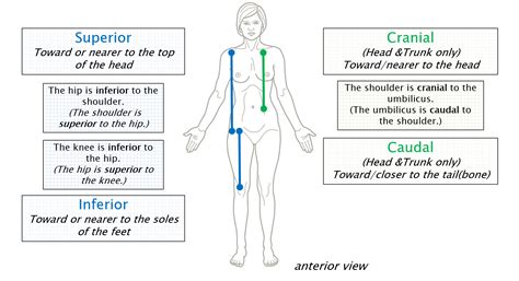 Anatomical Position