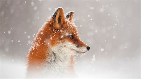 Red fox in the snowfall - backiee