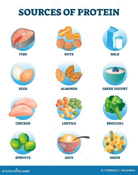 Sources Of Protein As Healthy And High Nutrient Diet Products Collection Cartoon Vector ...