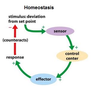 Homeostasis or Homeodynamics? | SHEN Centre for Health and Wellness