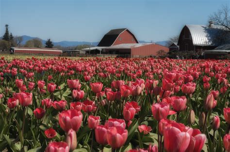 Skagit Valley Tulip Festival ⋆ Pacific Northwest and Beyond