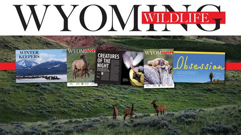 Entries accepted for second annual Wyoming Wildlife calendar photo ...