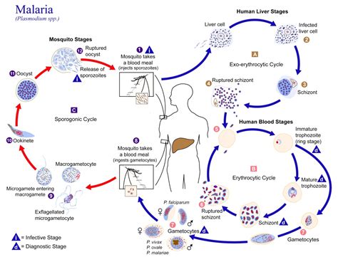 Life Cycle Of Plasmodium With Diagram Tuyet Wilbur | My XXX Hot Girl