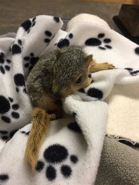 Rescue squirrel | Baby squirrel, Squirrel, Cute animals