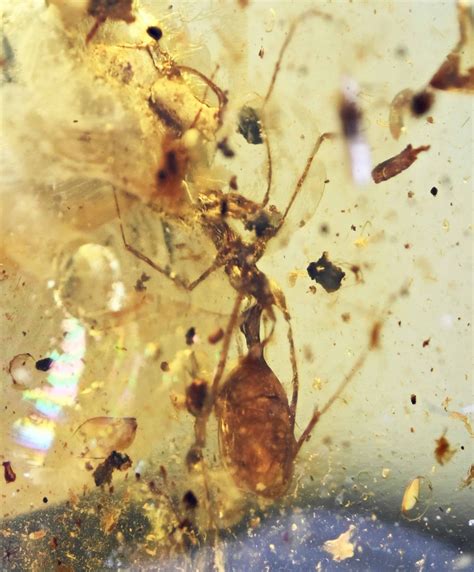 RARE Haidomyrmex hell Ant Fossil Inclusion in Burmese Amber - Etsy