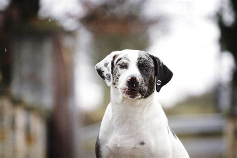 Catahoula Bulldog (Catahoula Leopard Dog & American Bulldog Mix): Info ...