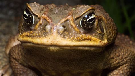 This Florida Neighborhood Is Being Invaded by Poisonous Cane Toads ...