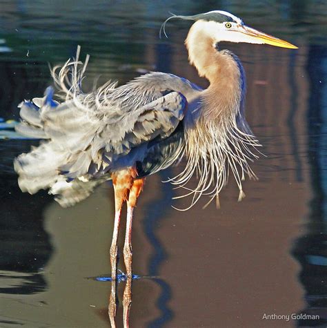 "Great blue heron fluffing its feathers!" by jozi1 | Redbubble