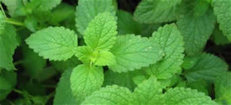 Yerba buena (Mentha arvensis) Herbal Medicine, Health Benefits, Side effects, Warning