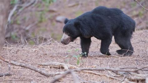 India Tours - Sloth Bear | Focusing on Wildlife