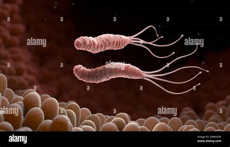 Microaerophilic bacteria hi-res stock photography and images - Alamy