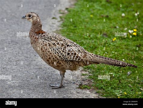 Female Common Pheasant (phasianus colchicus), UK Stock Photo - Alamy