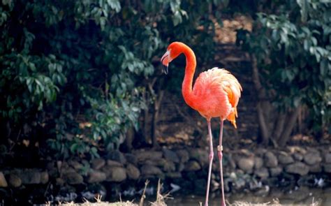 Andean Flamingo: Why is it Endangered?