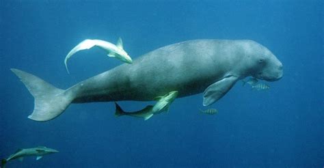 Nations Meet to Save Dugongs and their Seagrass Habitats | CMS