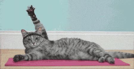 Lazy Cat GIF by Morena Daniela - Find & Share on GIPHY