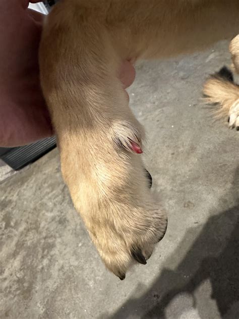 Dew claw injury? : r/germanshepherds