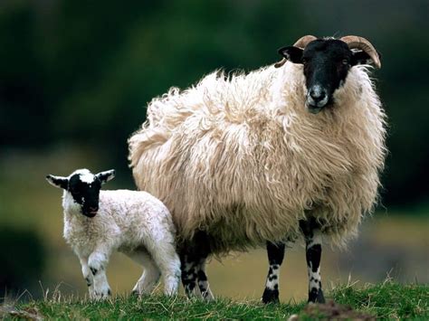 Scottish Blackface Sheep Breed Information, History & Facts