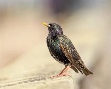 Common Starling - Facts, Diet, Habitat & Pictures on Animalia.bio