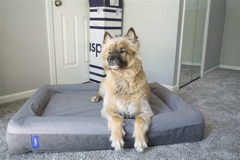 Casper Dog Bed Review: A Luxurious Bed for Your Pup