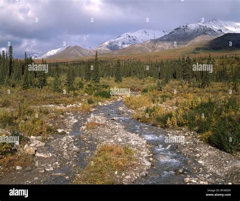 Fall Colors, Rock Creek, Denali National Park, Alaska Stock Photo - Alamy