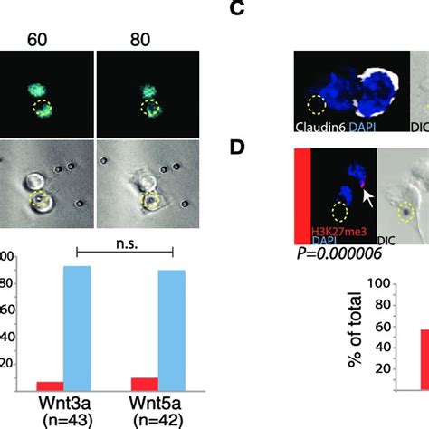 Distal cells express markers of epiblast stem cell fate. (A) Selected... | Download Scientific ...