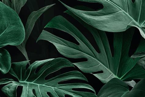 Monstera Leaves, Monstera Plant HD wallpaper | Pxfuel