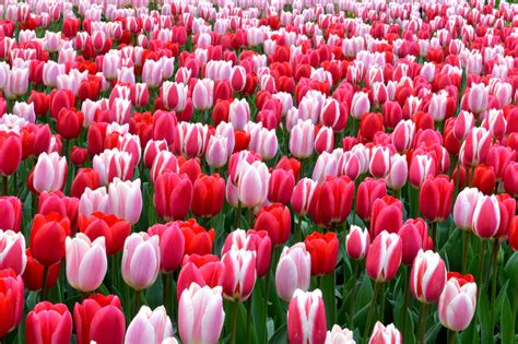 Tulip Strawberry Fields Collection | Bulb flowers, Planting bulbs ...