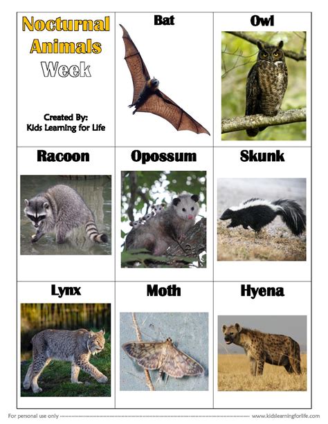 Nocturnal Animals Theme Vocabulary