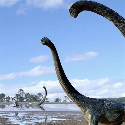 New Australian titanosaur species