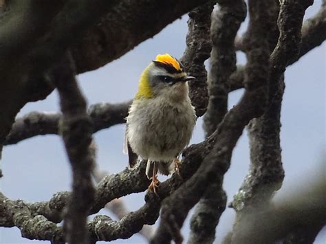 Common Firecrest | Birds Wiki | Fandom