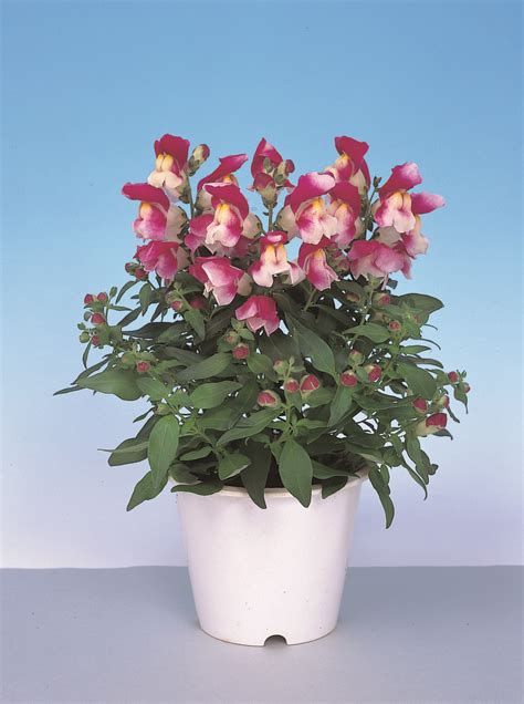 ANTIRRHINUM majus FLORAL SHOWERS FUCHSIA - Muller Seeds