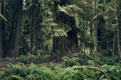 Redwoods on Behance